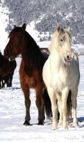 There's nothing like a good horse laugh.